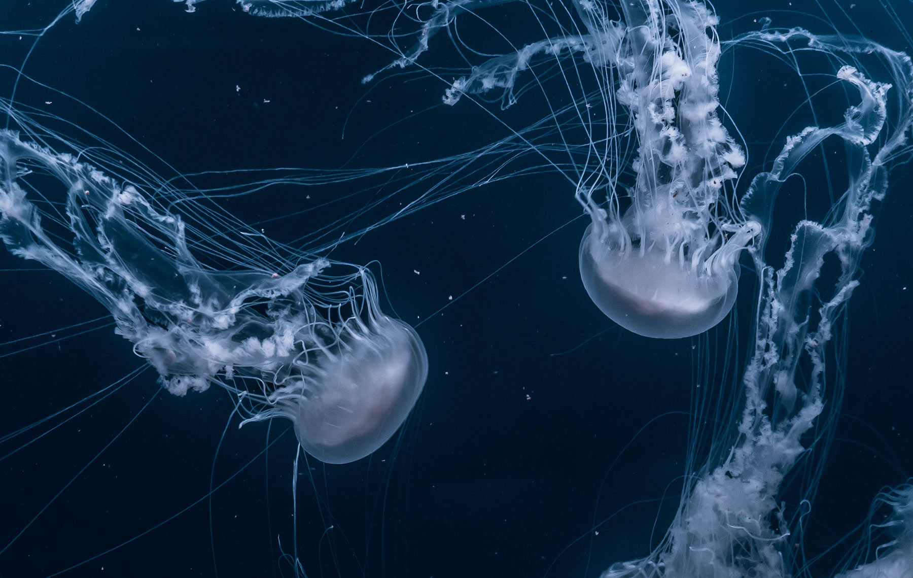 Le Balene e il Morto a galla