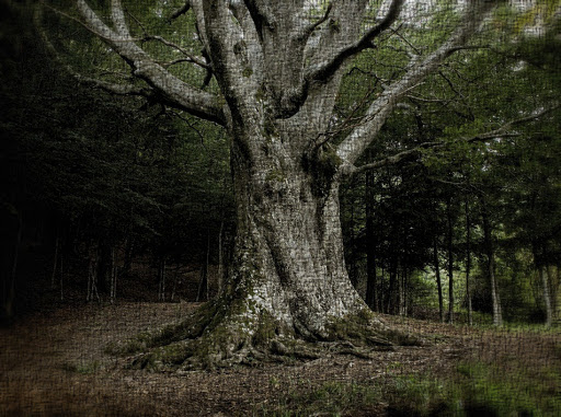 Risalendo lungo l’Albero della Vita