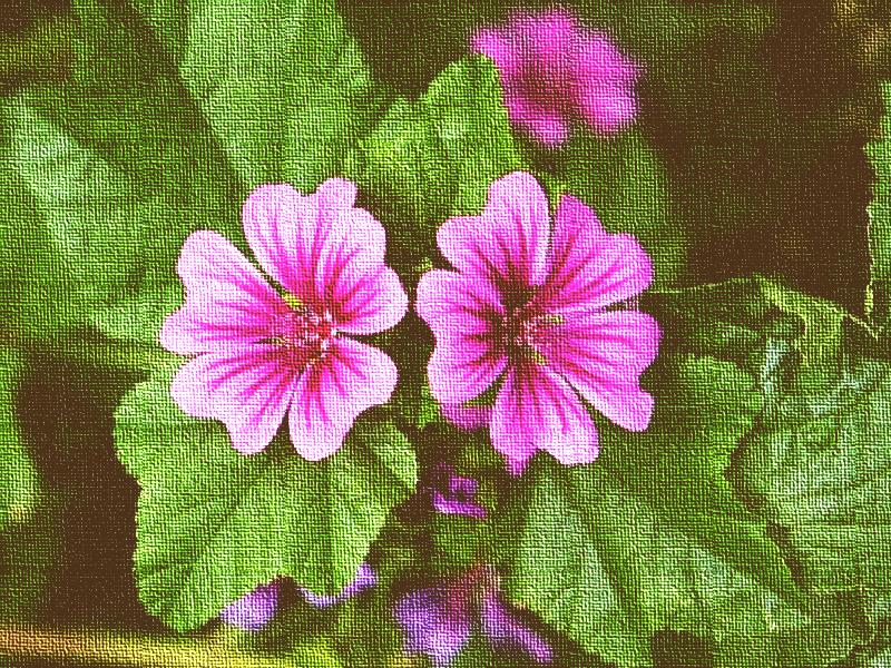 La Malva che non è Milva e la dermatite